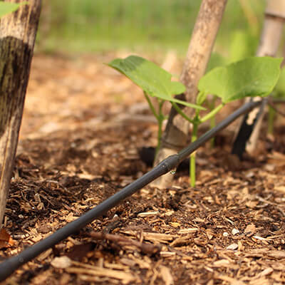 Dripline with Beans