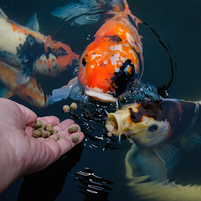 Fish Feeds
