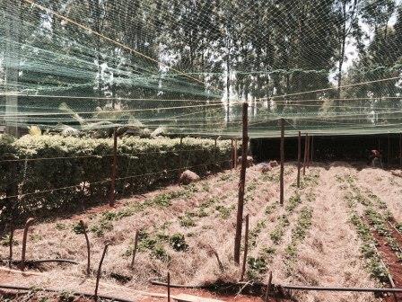 ANTI-BIRD NETTING FOR A STRAWBERRY FARM , KIAMBU, KENYA