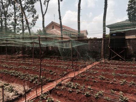 ANTI-BIRD NETTING FOR A STRAWBERRY FARM , KIAMBU, KENYA