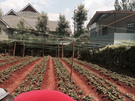 ANTI-BIRD NETTING FOR A STRAWBERRY FARM , KIAMBU, KENYA