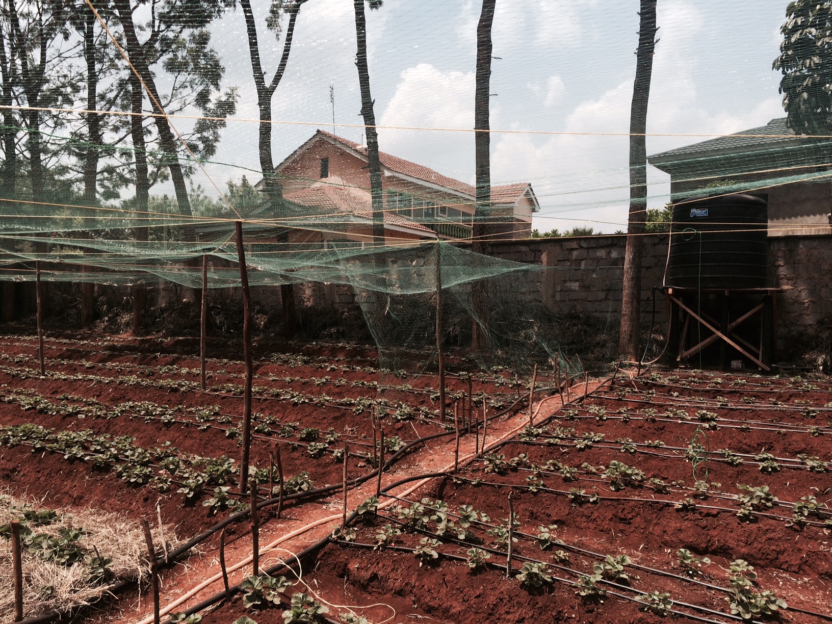 ANTI-BIRD NETTING FOR A STRAWBERRY FARM , KIAMBU, KENYA